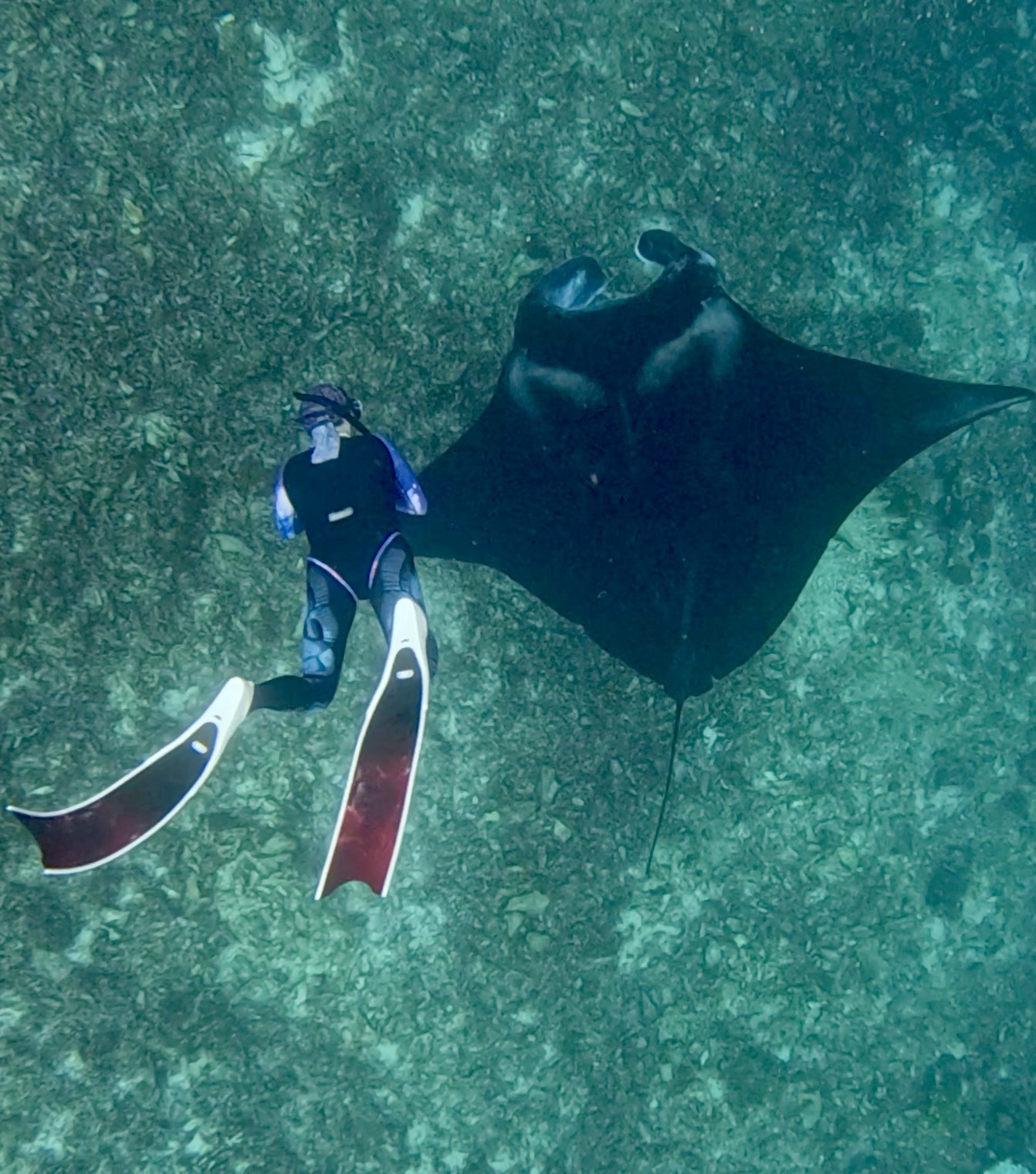 Freediver swimming alongside a manta ray above the reef