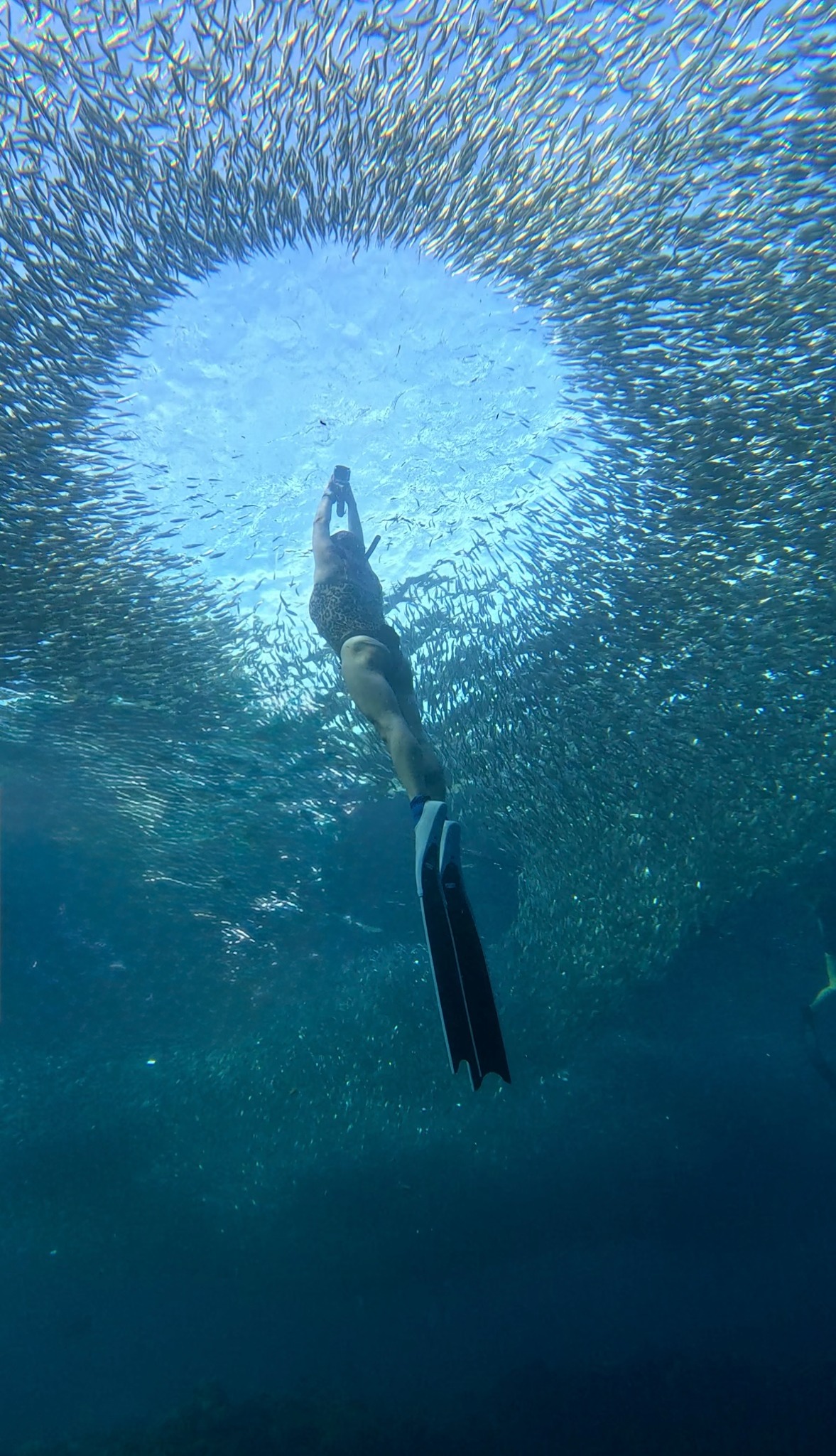 Freediver surrounded by a swirling school of fish